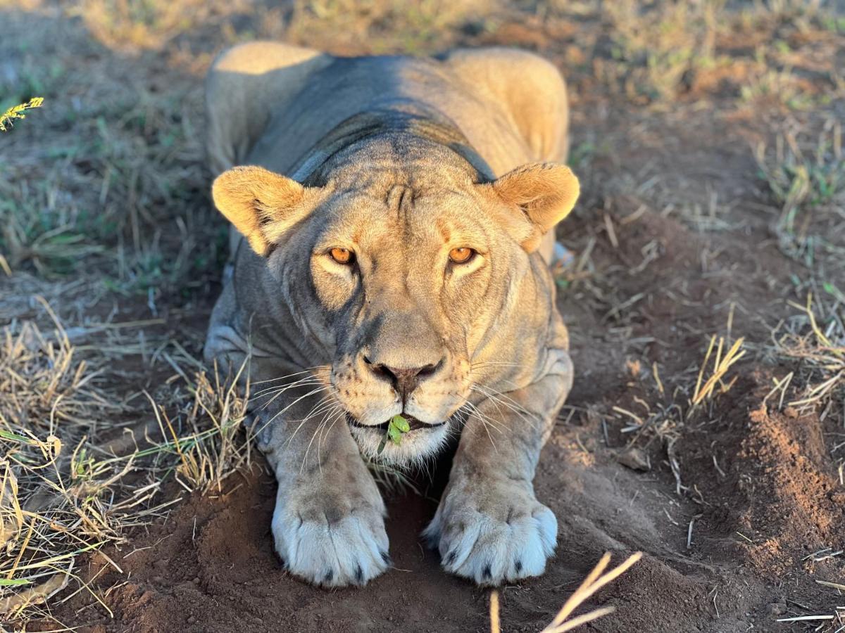 Simba Safaris African Pride Exotic Lodge Lephalale Ngoại thất bức ảnh