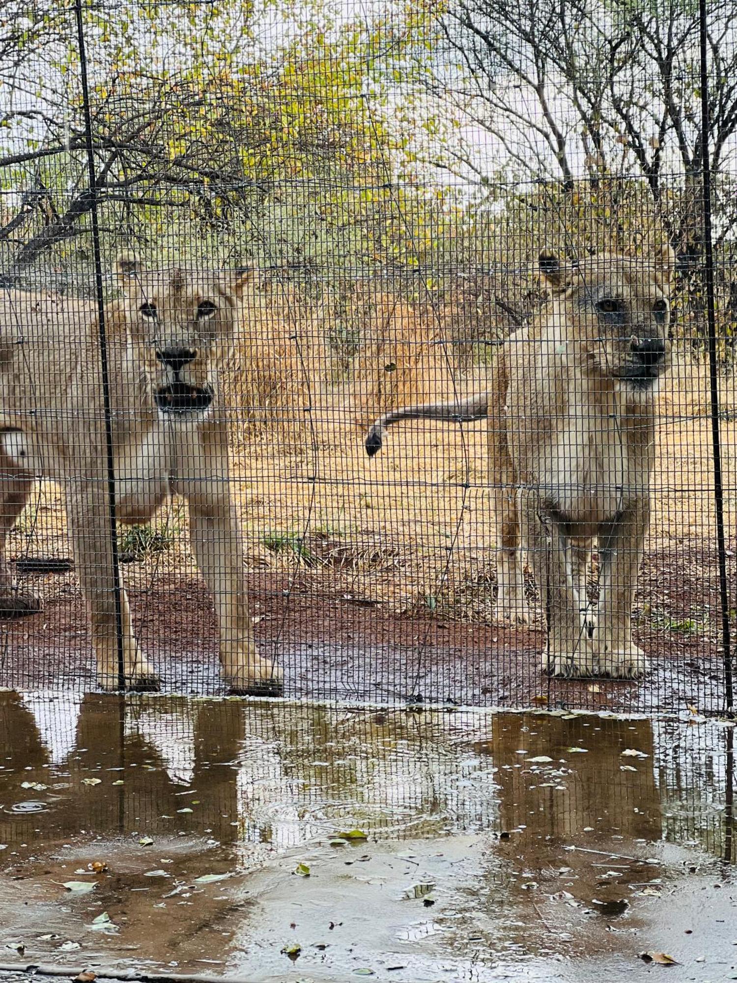 Simba Safaris African Pride Exotic Lodge Lephalale Ngoại thất bức ảnh