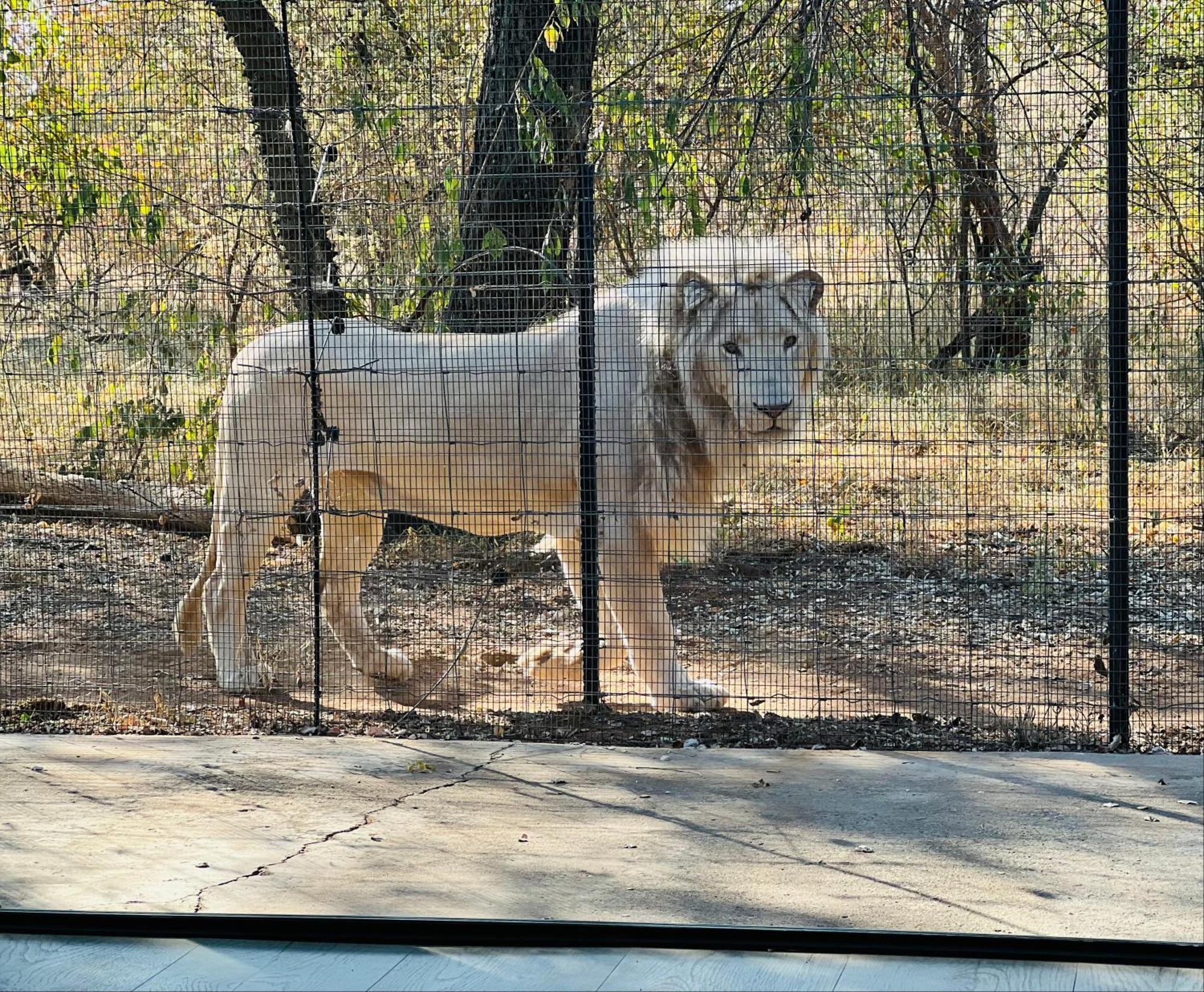 Simba Safaris African Pride Exotic Lodge Lephalale Ngoại thất bức ảnh