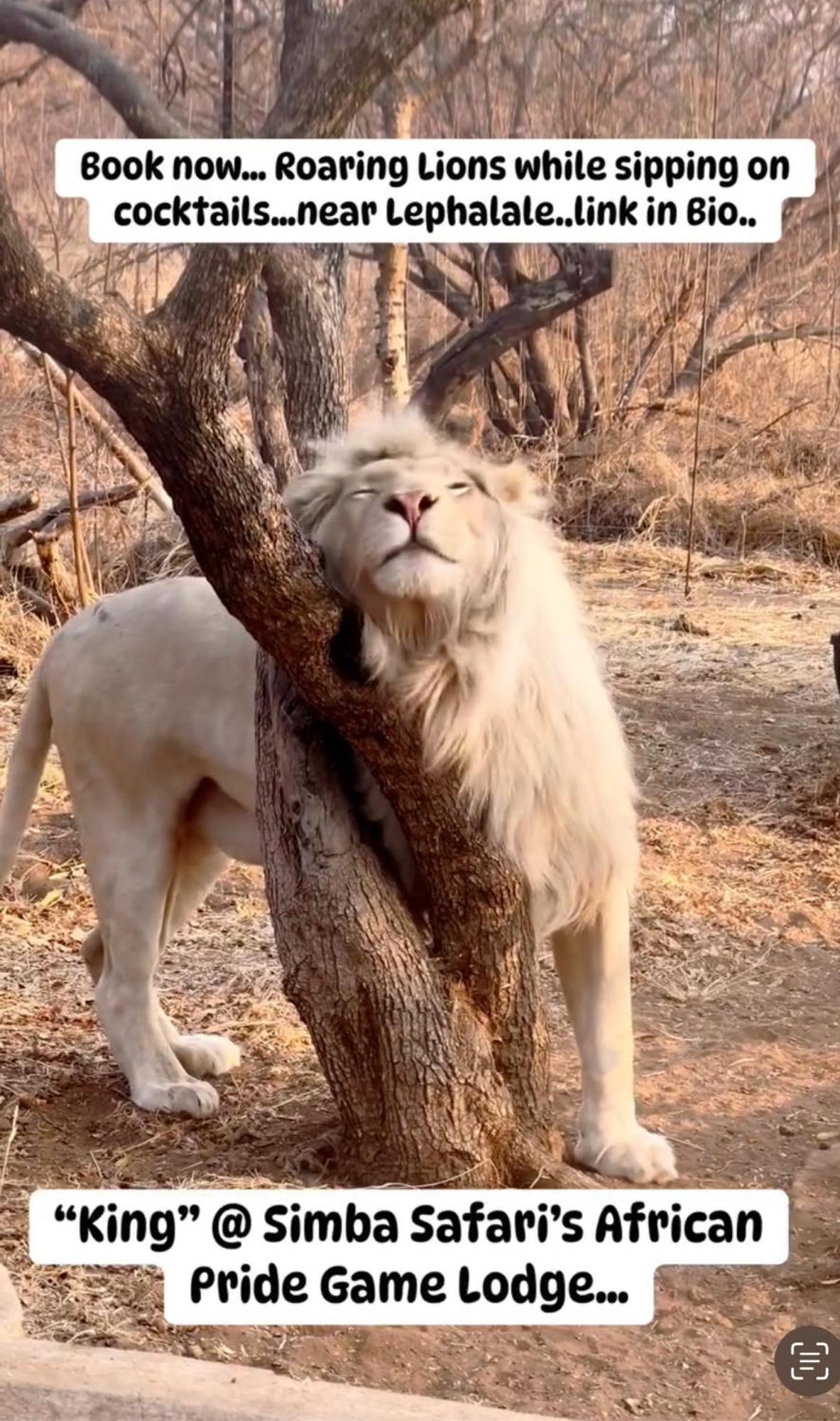 Simba Safaris African Pride Exotic Lodge Lephalale Ngoại thất bức ảnh