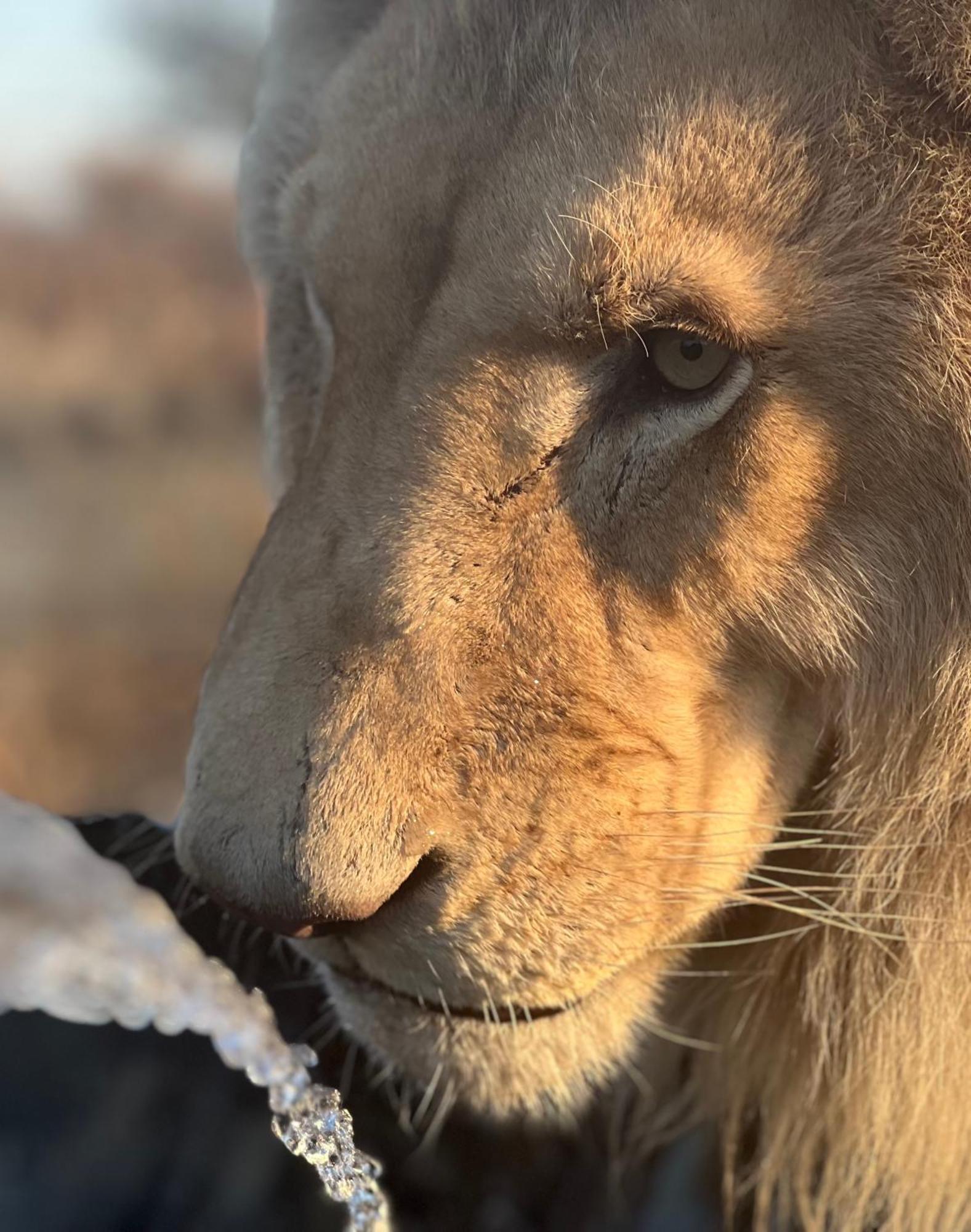 Simba Safaris African Pride Exotic Lodge Lephalale Ngoại thất bức ảnh