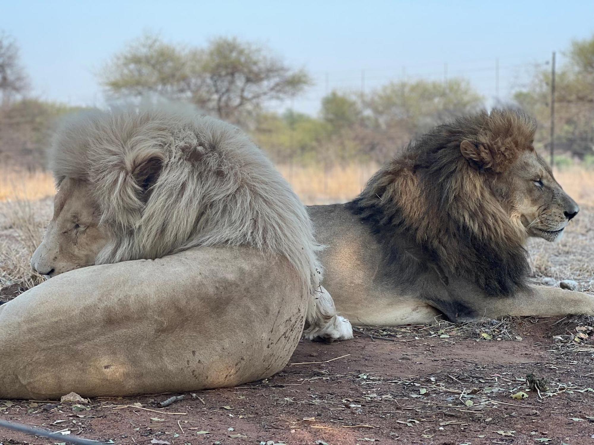 Simba Safaris African Pride Exotic Lodge Lephalale Ngoại thất bức ảnh