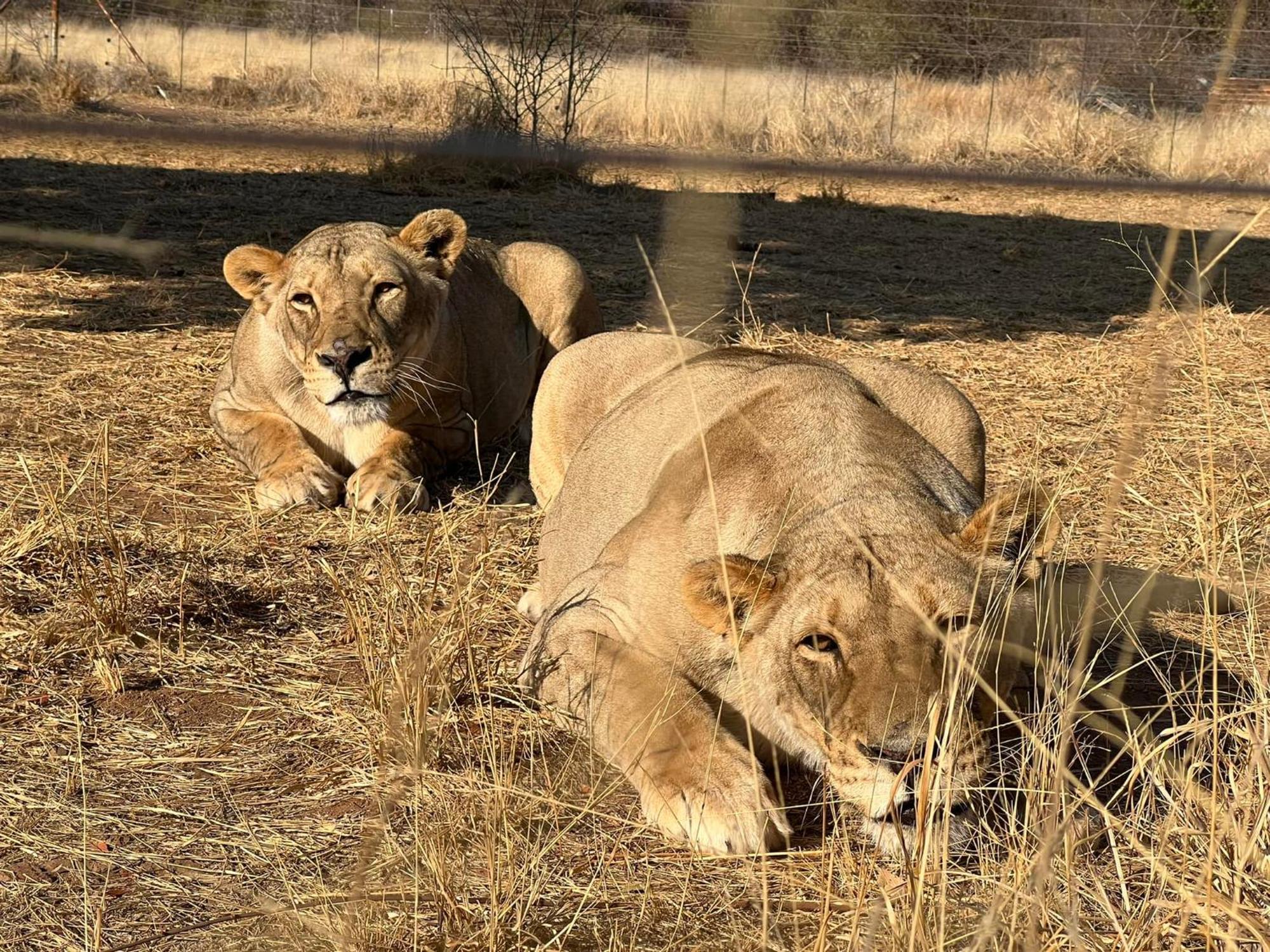 Simba Safaris African Pride Exotic Lodge Lephalale Ngoại thất bức ảnh